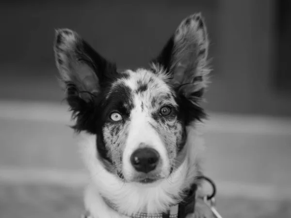 Grayscale Shot Border Collie Different Coloured Eyes Looking Camera — Stockfoto