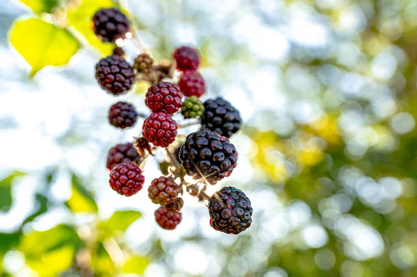 Some Wild Blackberries Sway Wind Hedge — Foto Stock