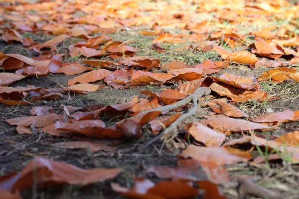 Closeup Bright Autumn Foliage Ground — Foto Stock