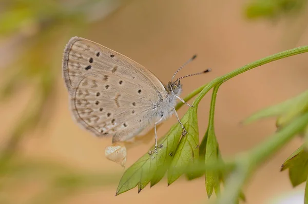 Gros Plan Papillon Zizula Hylax Assis Sur Une Fleur — Photo