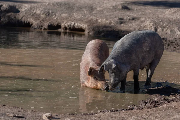 Cerdo Español Besándose Con Cerda Ibérica Agua — Foto de Stock