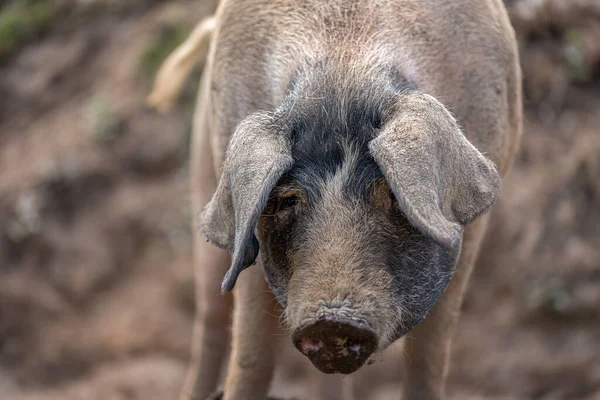 Porträt Eines Keltischen Schweins Das Beim Spaziergang Die Kamera Blickt — Stockfoto