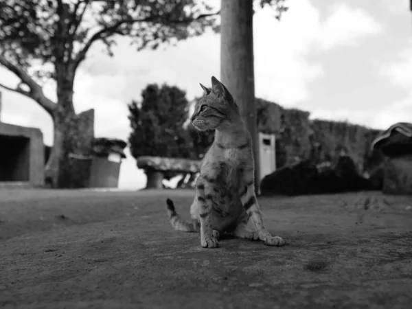 Egy Szürkeárnyalatú Felvétel Egy Macskáról Aki Szabadban Néz — Stock Fotó