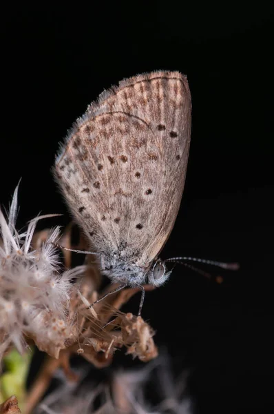 Detailní Záběr Motýla Zizula Hylax Sedí Květině — Stock fotografie
