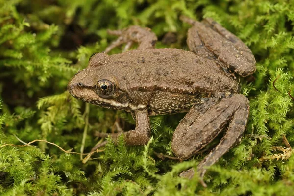 Full Body Closeup Head Sub Adult European Marsh Frog Pelophylax — Fotografia de Stock