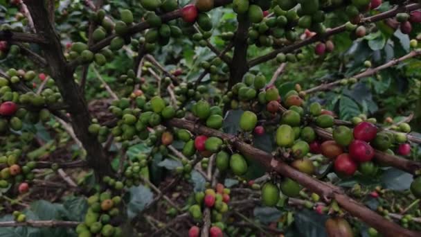 树上的绿豆 — 图库视频影像