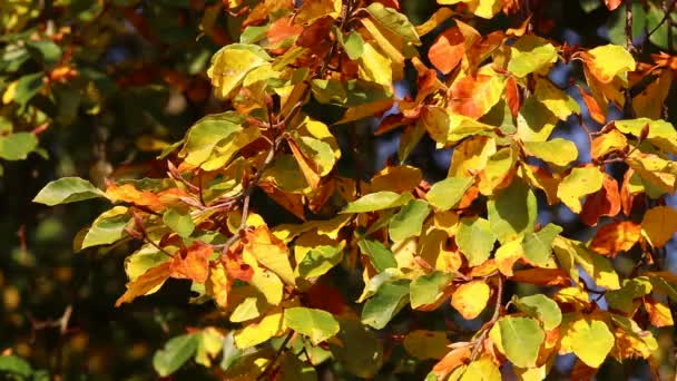 Efterårsblade Efterårssæsonflora – Stock-video