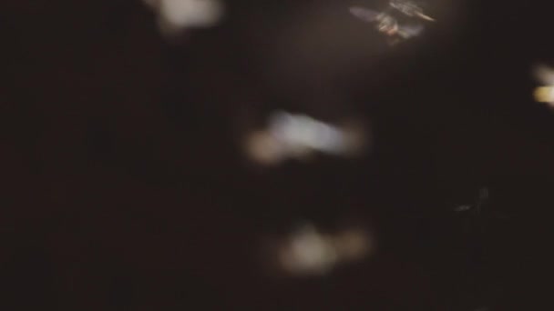 Koyu Arkaplanda Uçan Böceklerin Yakın Görüntüsü — Stok video