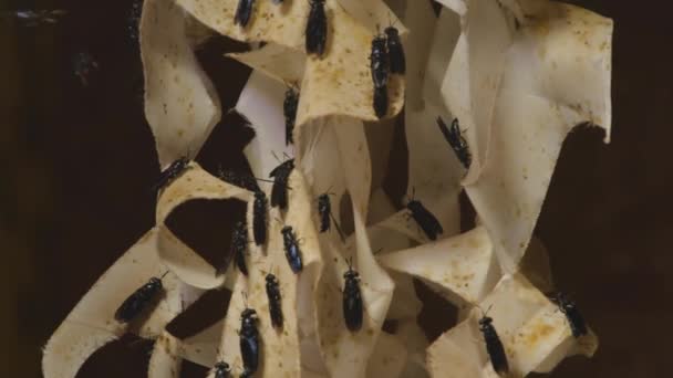 吊るされた紙の罠を飛び回る昆虫のクローズアップ映像 — ストック動画