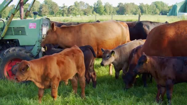 Scenic View Cows Grazing Countryside Landscape Nature Background — Stock Video