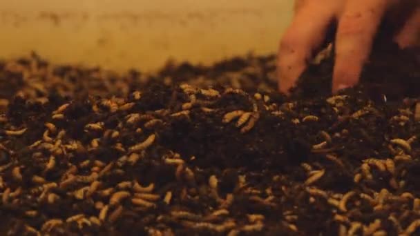 Ořezané Záběry Osoby Dotýkající Půdy Mnoha Larvami — Stock video