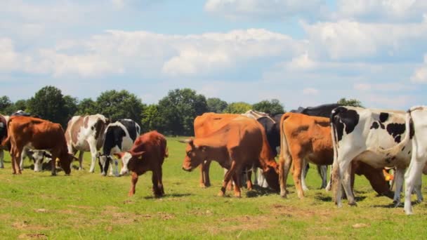 Malerischer Blick Auf Kühe Die Der Landschaft Weiden Hintergrund Natur — Stockvideo