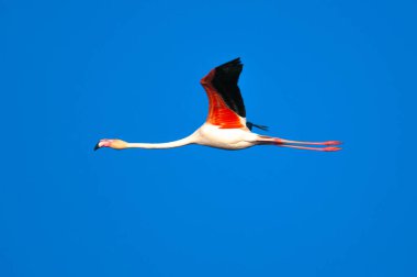 Flamingo (Phoenicopterus roseus) flying in the sky isolated in Ebro Delta clipart
