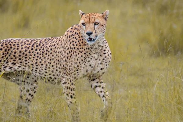 Selective Focus Shot Asiatic Cheetah Field — Stock Photo, Image