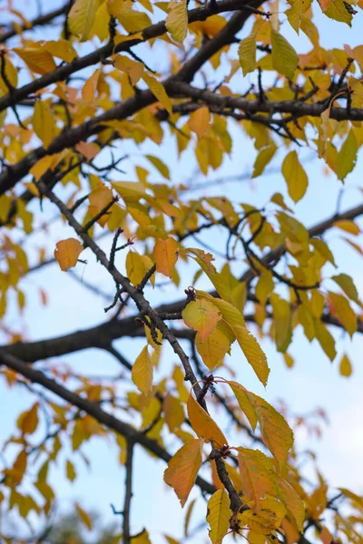 Vertical Shot Tree Yellowed Autumnal Leaves — Stockfoto