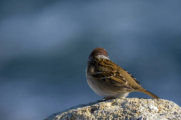 Closeup Shot Adorable Eurasian Tree Sparrow Perched Rock Blue Background — Foto Stock