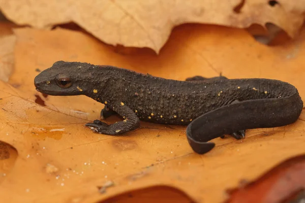 Yetişkin Bir Siyah Siğilli Semender Paramesotriton Chinensis Kurumuş Bir Yaprağın — Stok fotoğraf