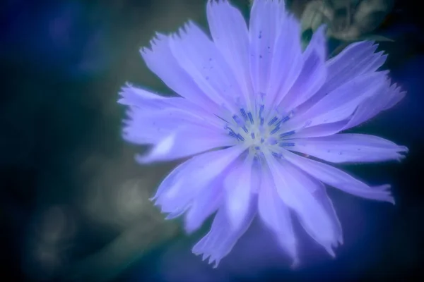 Selective Focus Shot Chicory Flower — Stockfoto