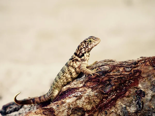 Closeup Shot Striped Lizard Rock — Stock Photo, Image