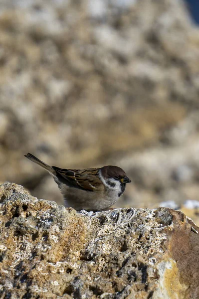 Een Close Shot Van Een Schattige Euraziatische Boom Mus Neergestreken — Stockfoto