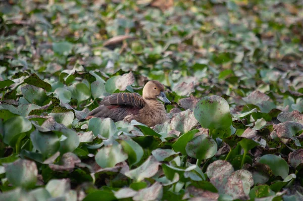 Eine Schöne Aufnahme Einer Kleinen Ente Einer Wasserhyazinthe — Stockfoto