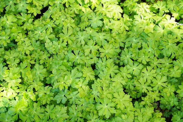 Sebuah Gambar Closeup Daun Cranesbill Hijau Tumbuh Taman — Stok Foto