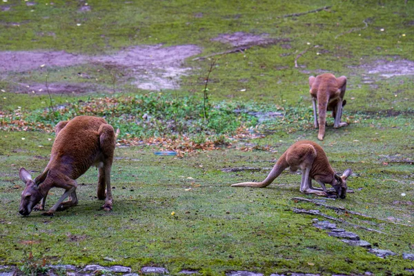 緑の芝生の森の中のラマ動物の美しい景色 — ストック写真
