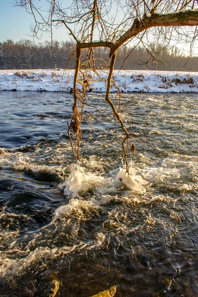 Vertical Shot Tree Branches Dipping Flowing River — Fotografia de Stock