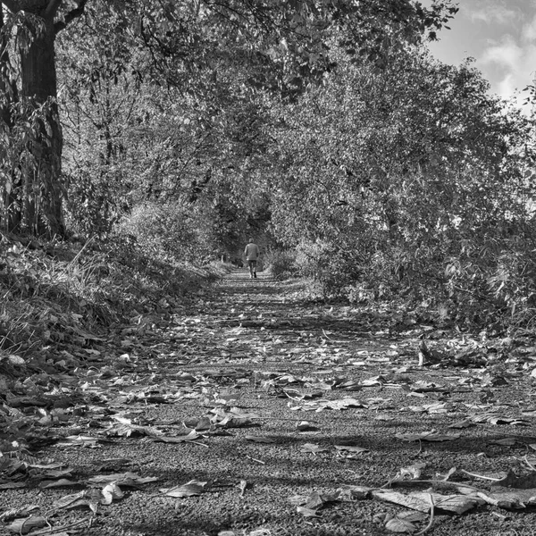 Tiro Escala Cinza Vertical Caminho Florestal Com Folhas Outono — Fotografia de Stock