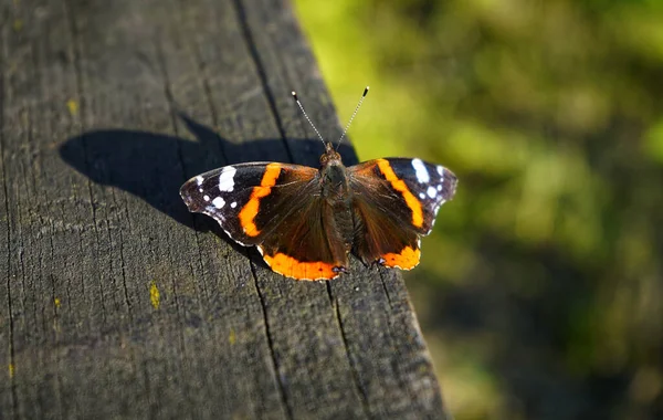 Closeup Shot Red Admiral Butterfly Sitting Wooden Bench — Stock Photo, Image