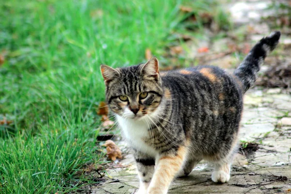 猫が外を歩く選択的フォーカスショット — ストック写真