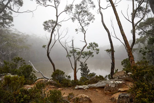 Una Splendida Vista Della Tasmania Mount Field Australia — Foto Stock