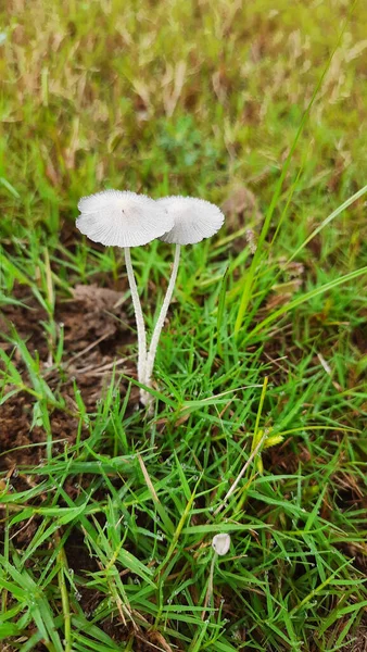 Closeup Shot Two Forest Mushrooms — Fotografia de Stock