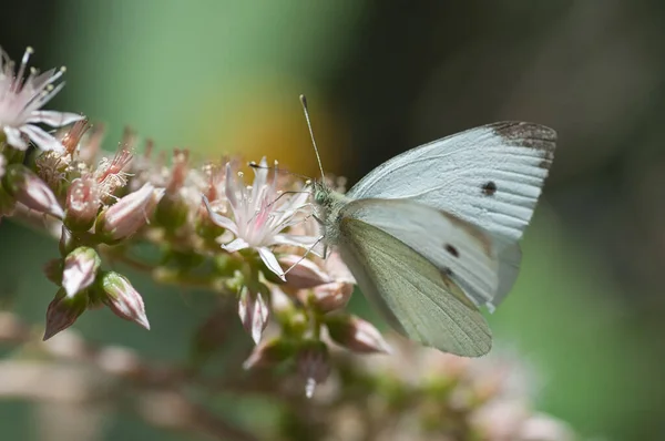 Een Closeup Shot Van Een Kool Witte Vlinder Zittend Een — Stockfoto