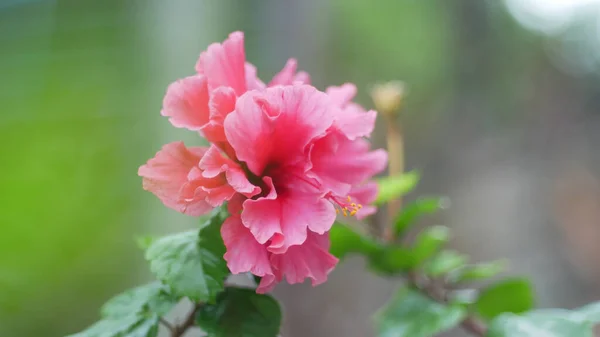 Closeup Beautiful Pink Amaryllis Rose Flower Garden — Fotografia de Stock