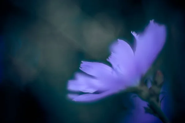 Bir Chicory Çiçeğinin Seçici Odak Noktası — Stok fotoğraf