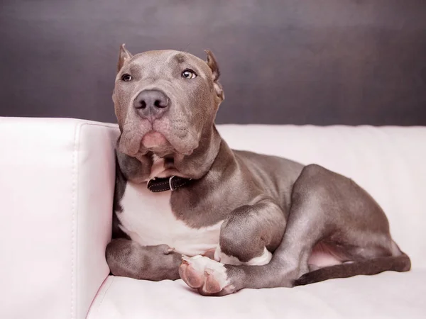 Egy Közelkép Egy Amerikai Pitbull Terrierről Gallérral Kanapén — Stock Fotó