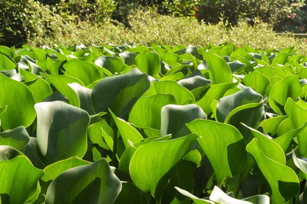 Montón Jacinto Agua Lirios Agua Eichhornia Crassipes Creciendo Bajo Sol — Foto de Stock