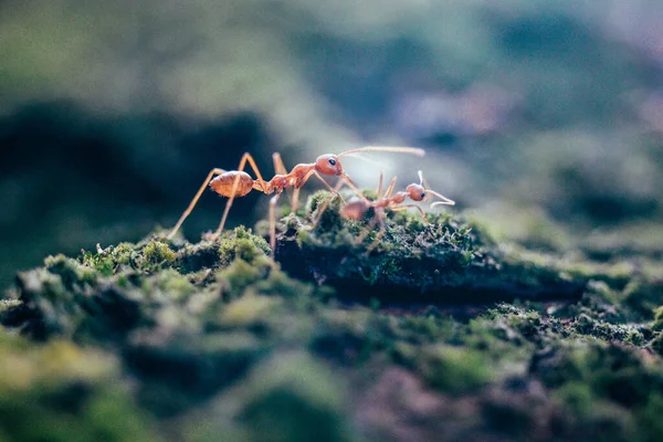 Close Formigas Tecelãs Solo Úmido Floresta Tropical — Fotografia de Stock
