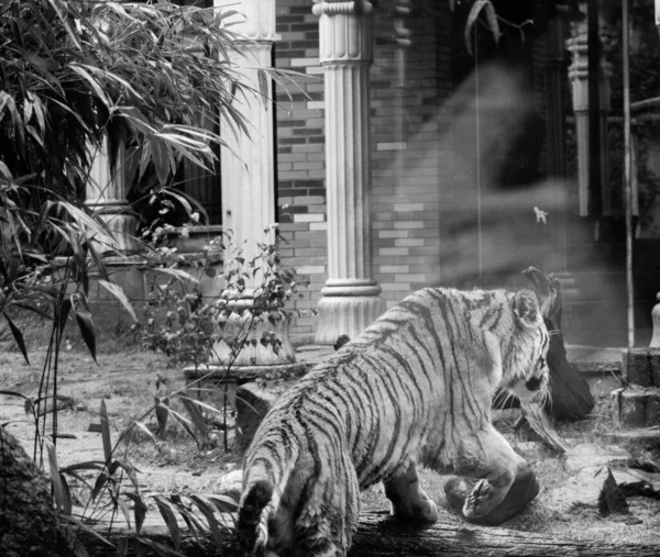 Skala Szarości Tygrysa Przechodzącego Przez Budynek Dierenpark Amersfoort Holandia — Zdjęcie stockowe