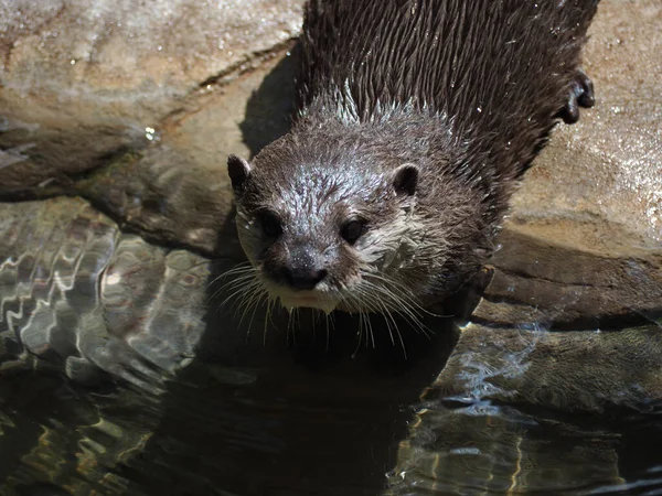 Closeup Shot North American River Otter — Foto Stock
