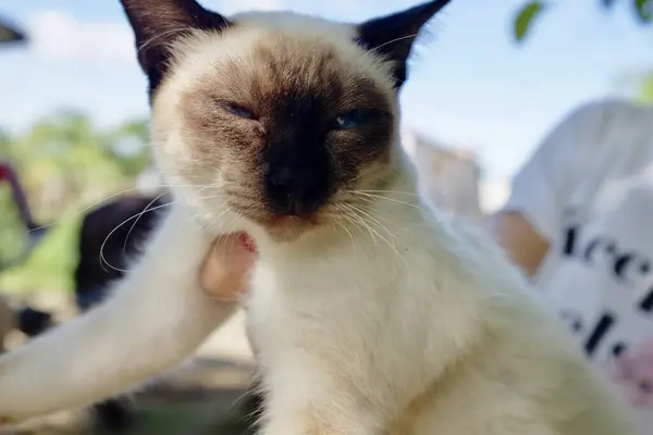 Closeup Shot Hand Holding Adorable Siamese Cat — Foto Stock