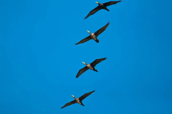 Velký Kormorán Phalacrocorax Carbo Létající Obloze Simulacích — Stock fotografie