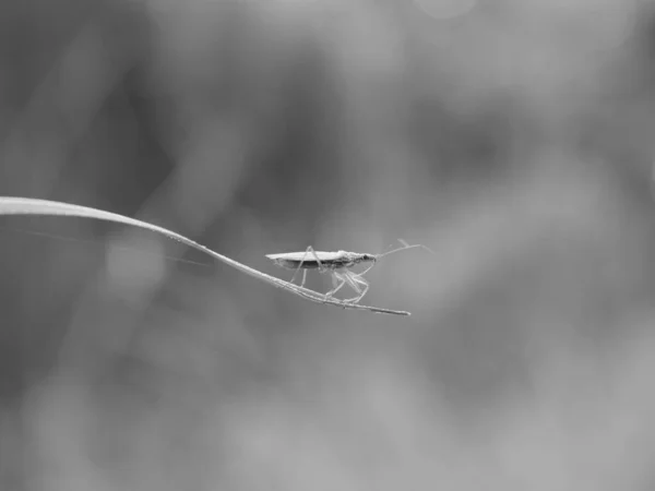 Серый Снимок Водомерки Траве — стоковое фото