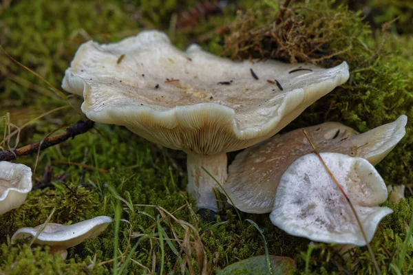 Eine Nahaufnahme Von Einigen Pilzen Wald Während Des Tages — Stockfoto