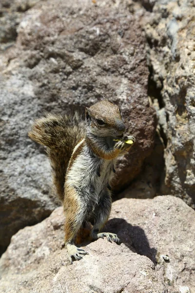 Zbliżenie Ujęcia Pięknej Wiewiórki Jedzącej Jedzenie — Zdjęcie stockowe