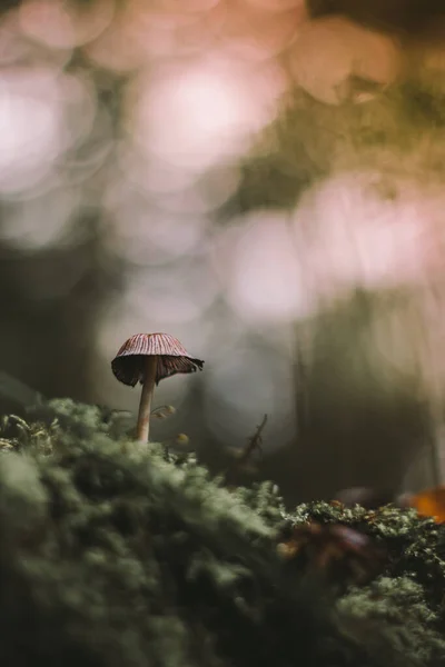 자연에서 자라는 버섯의 선택적 — 스톡 사진