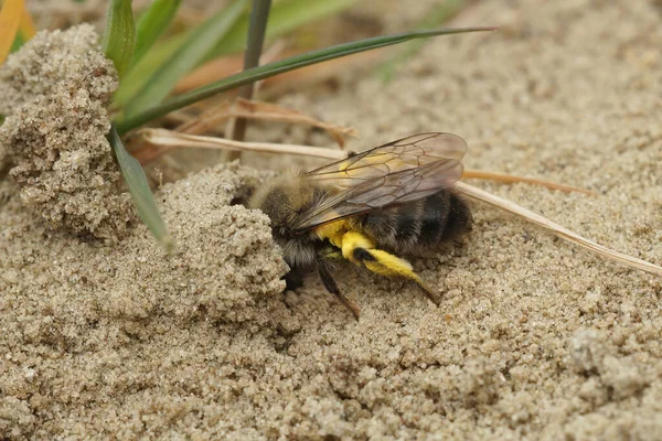 Närbild Kvinnlig Early Dawn Mining Bee Andrena Nycthemera Hennes Underjordiska — Stockfoto