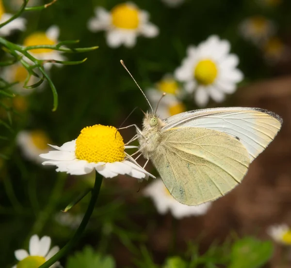 花の上に座っている白菜の蝶のクローズアップショット — ストック写真