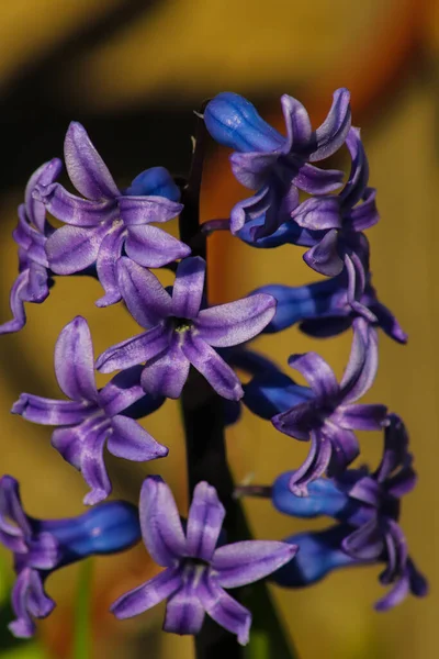 Closeup Shot Violet Hyacinth — Stockfoto
